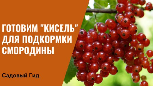 ПОДКОРМКА СМОРОДИНЫ КРАХМАЛОМ:ДА ИЛИ НЕТ?