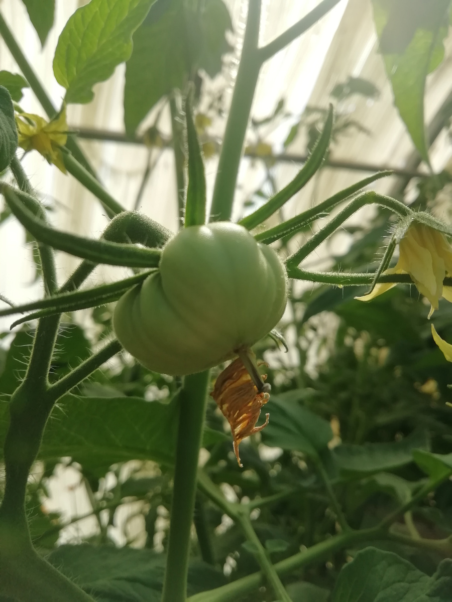 Будущий урожай