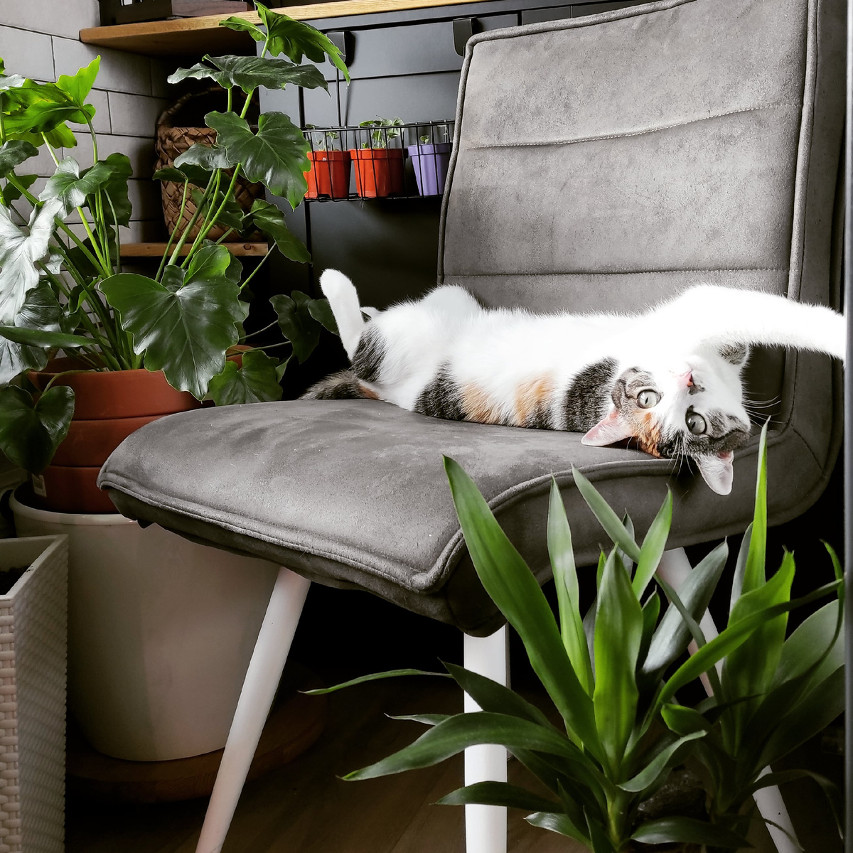 Кошке  подходит))) 