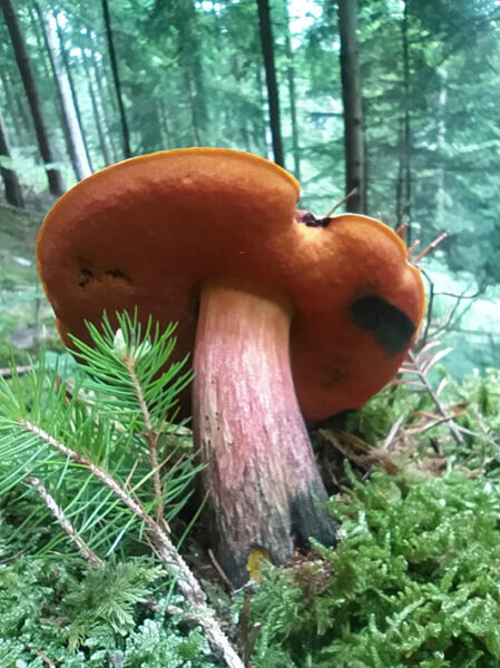    После фотографирования – съесть!