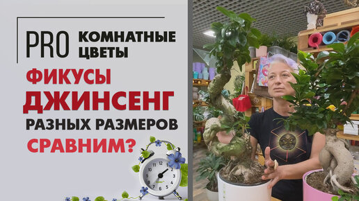 Фикусы Джинсенг - сравниваем разные размеры | Фикус в форме бонсая