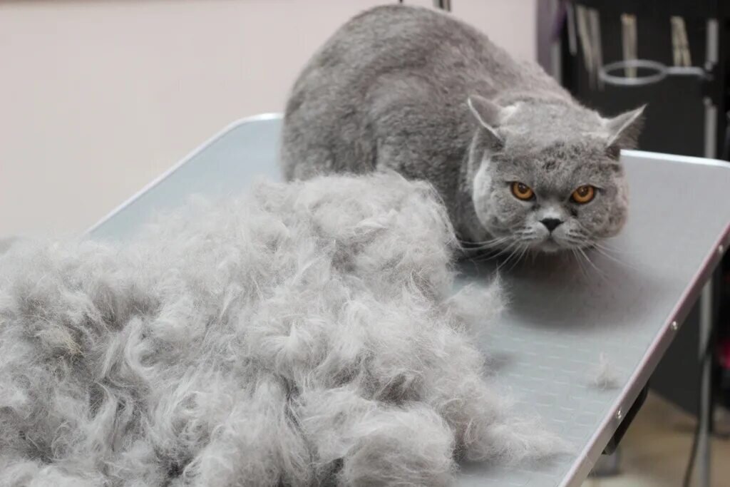 Экспресс линька в салоне отличный способо уменьшить количество шерсти в квартире ( фото из интернета)