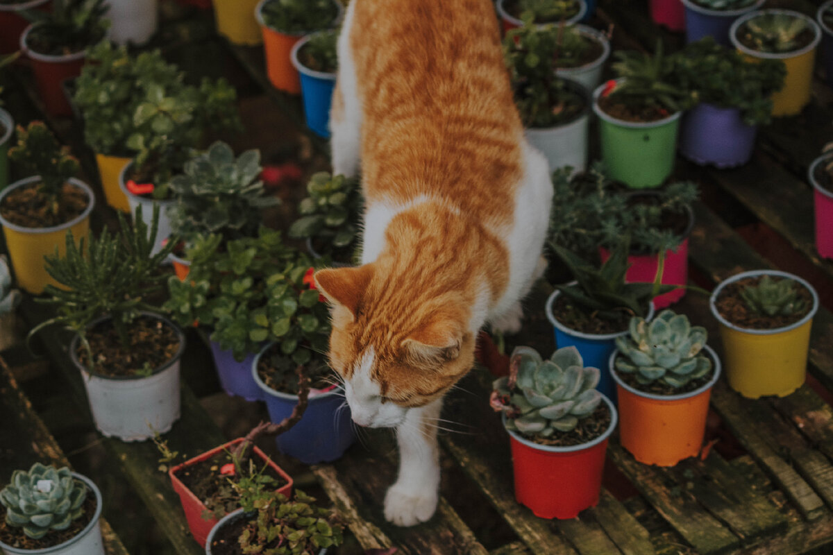 «Котики в капюшоне»