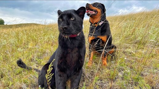 Пантера Луна и Венза в городских полях🐆🐕🌾