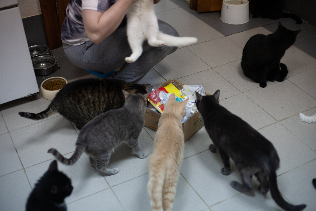 наши котики