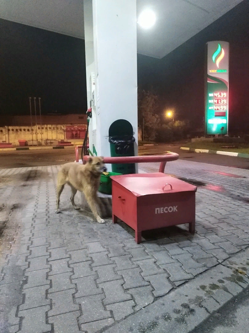 Нам прислали фото с бензоколонки, где якобы видели Джека