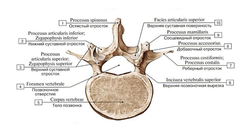 Третий поясничный позвонок. Вид сверху.