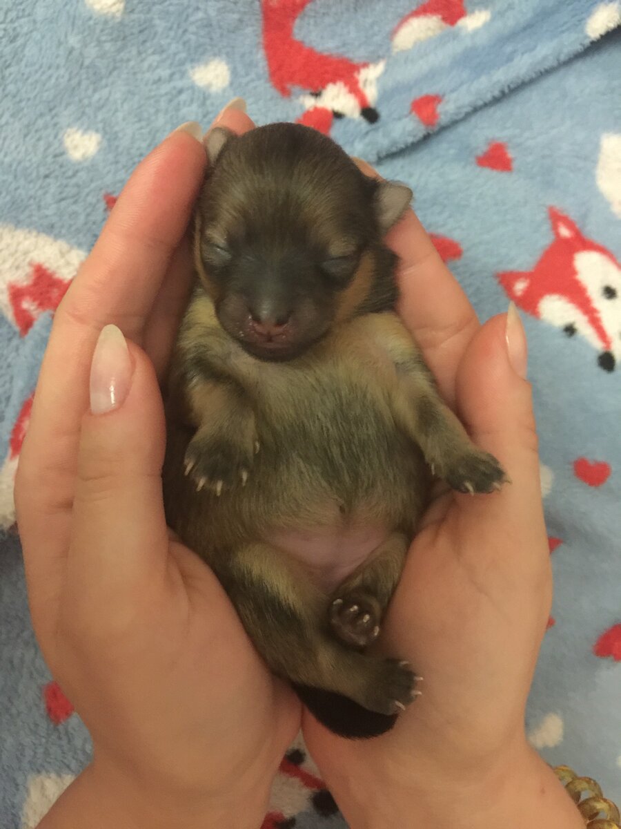 Первые дни жизни померанского шпица