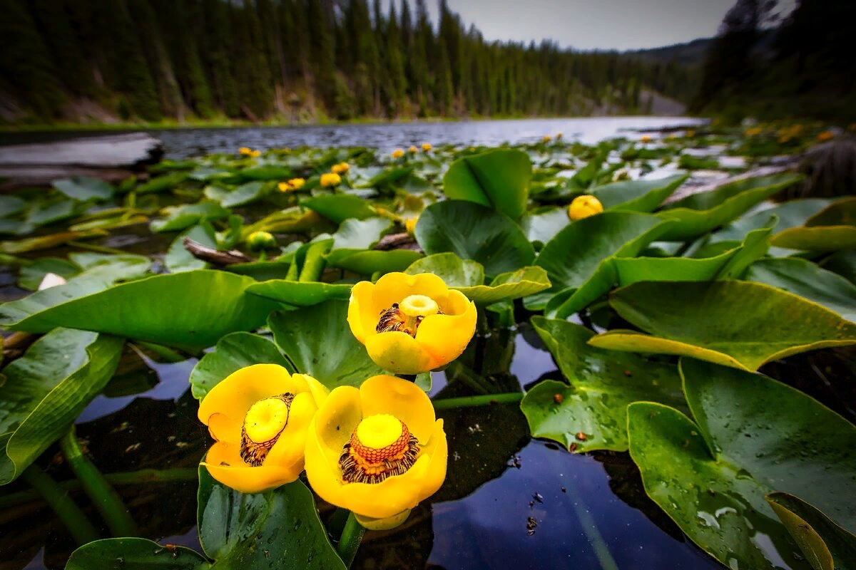 Кубышка (Nuphar). Кувшинка кубышка. Кубышка жёлтая. Кубышка желтая (Nuphar lutea).