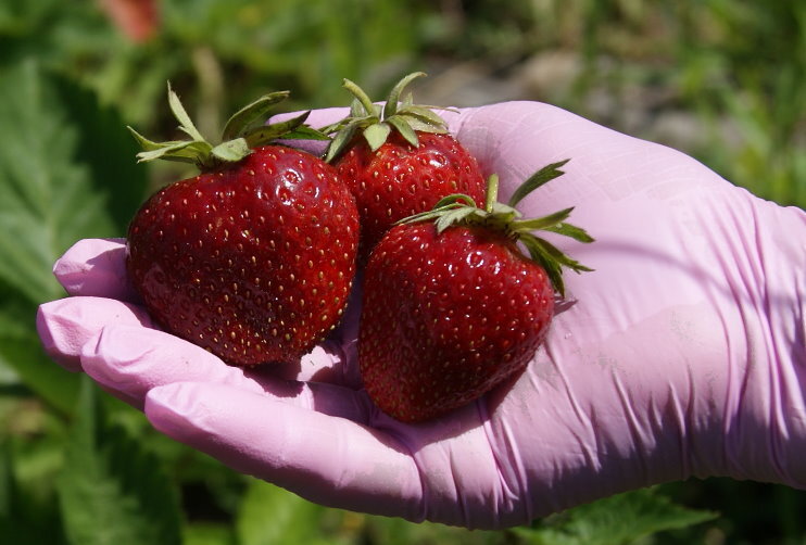Мальвина в конце плодоношения. 