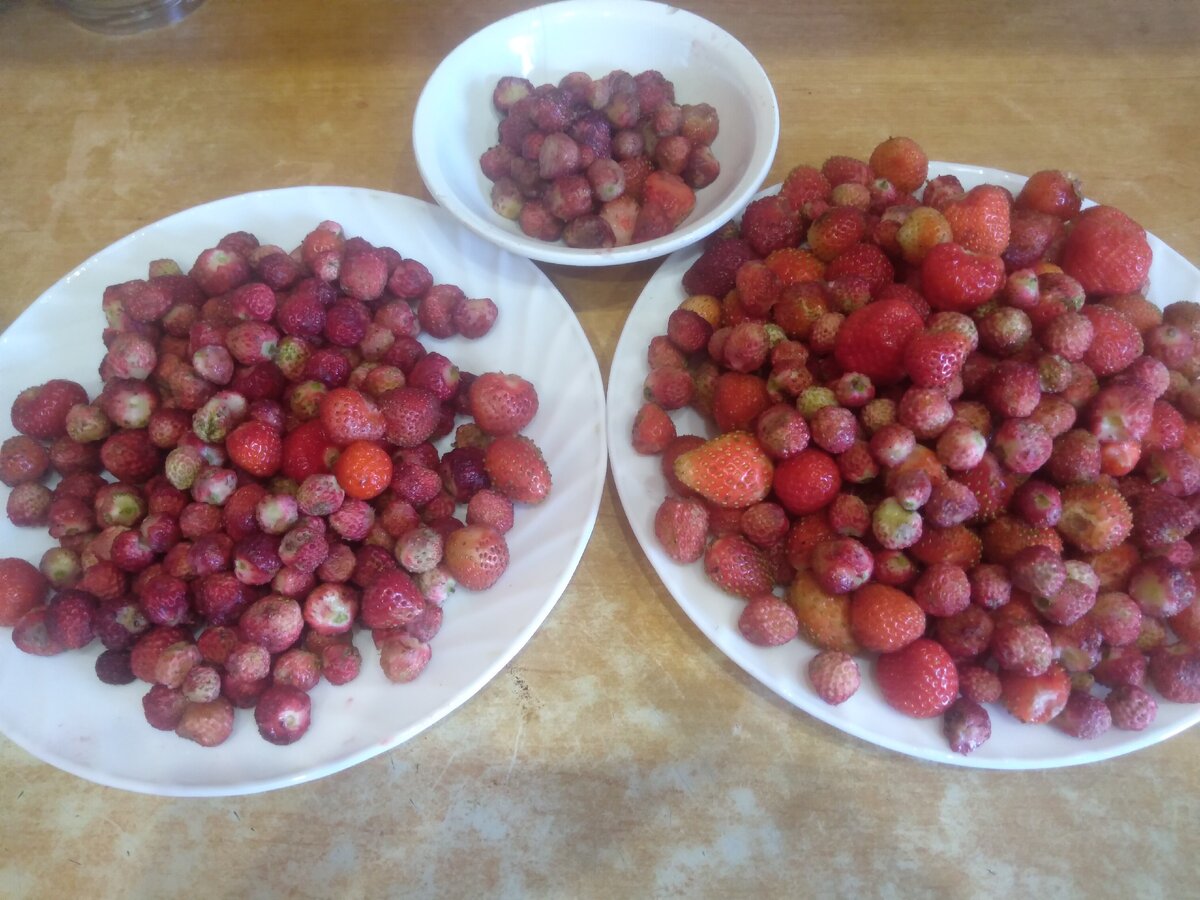 Урожай земляники