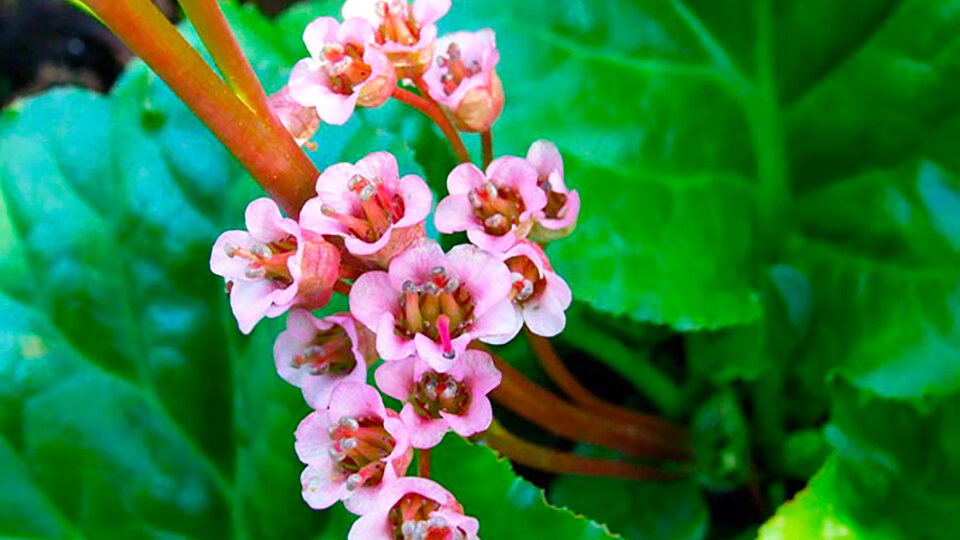 Цветок бадана