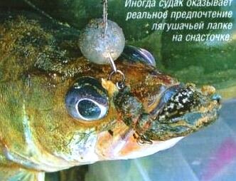 Судак на лапку лягушки