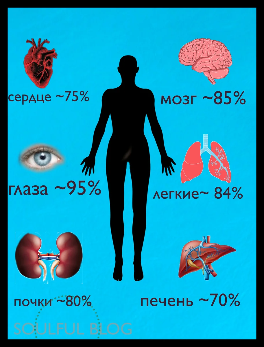 содержание воды в различных органах человека