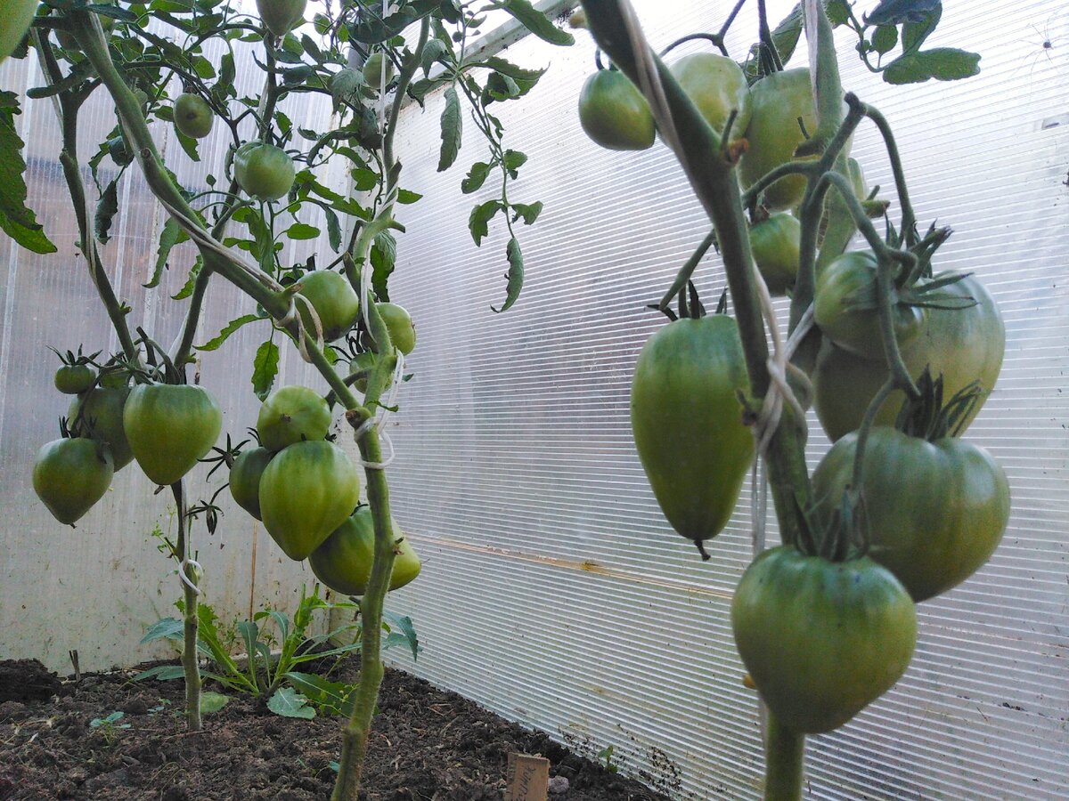 Минусинские томаты для закрытого грунта