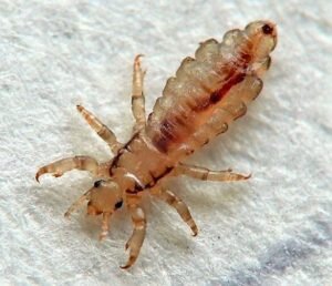 головная вошь