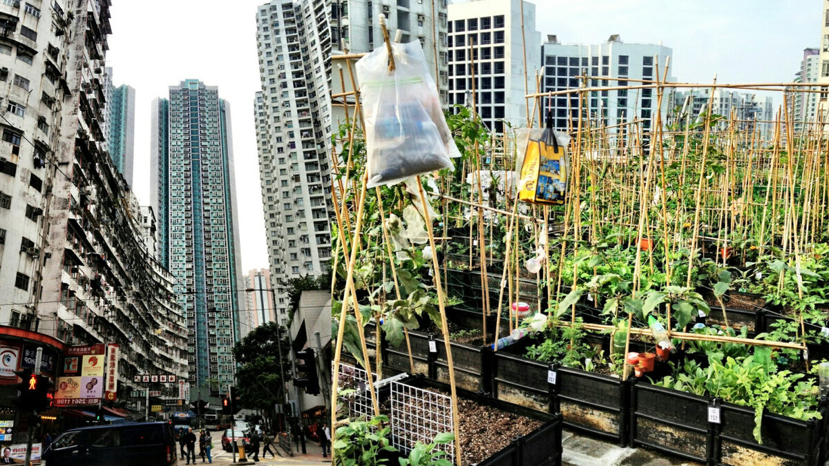 Один из известных огородов на крыше.