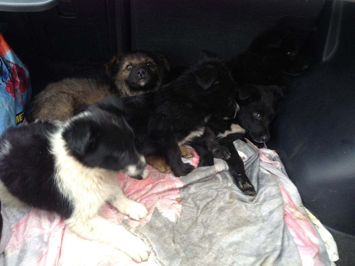 Первые минуты спасения 6 щенков