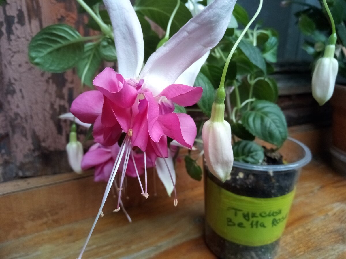 Цветущий черенок фуксии Bella Rosella