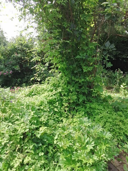 ооКлематис жгучий обвивает куст сирени, а на самом деле душит его, как Лернейская гидра Геракла