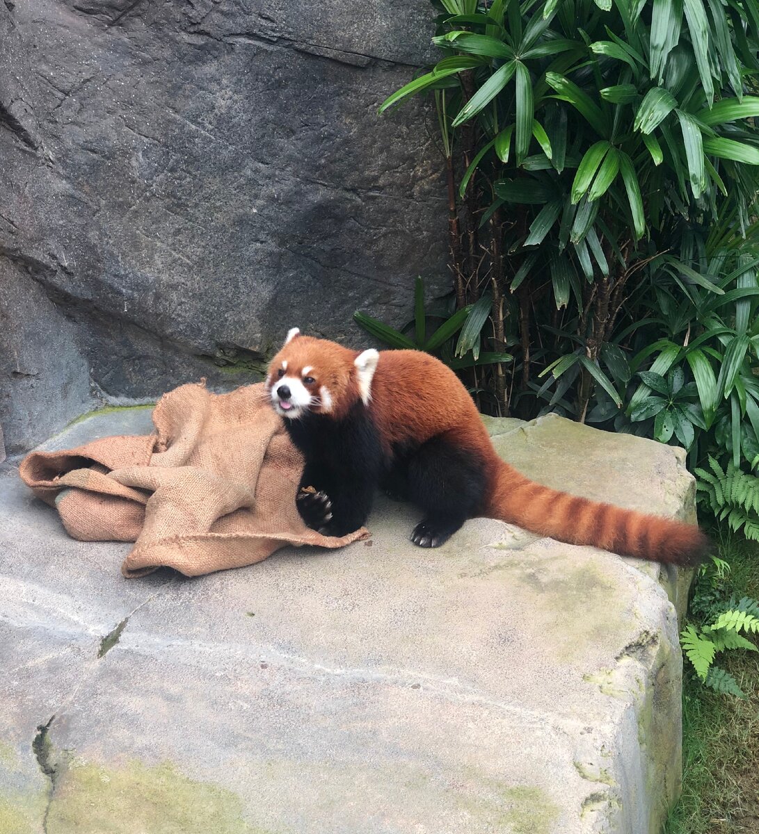 Да, это та самая красная панда.