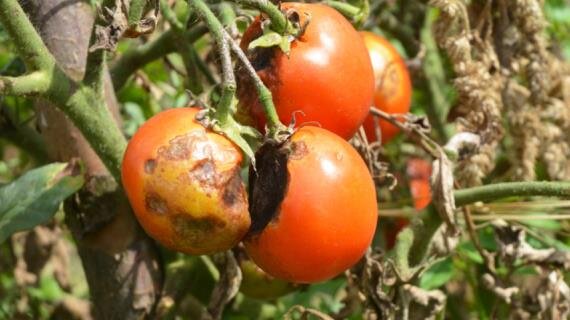 Источник изображения https://www.supersadovnik.ru