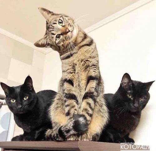 Источник: pinterest.com