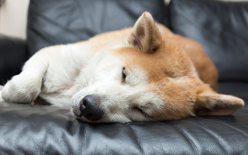 Собаки спят по 16 часов в сутки. Йоко- 25 часов. Фото @kinologsmirnov.ru