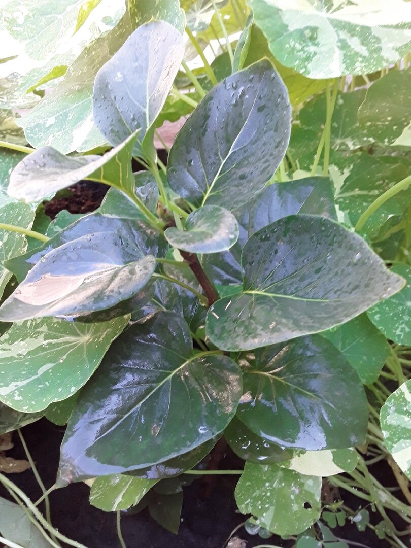 Сирень чувствует себя нормально