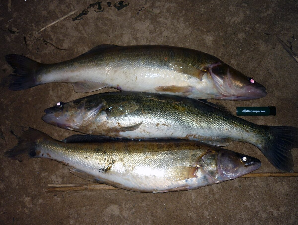 В некоторых регионах, три судака - это уже суточная норма...