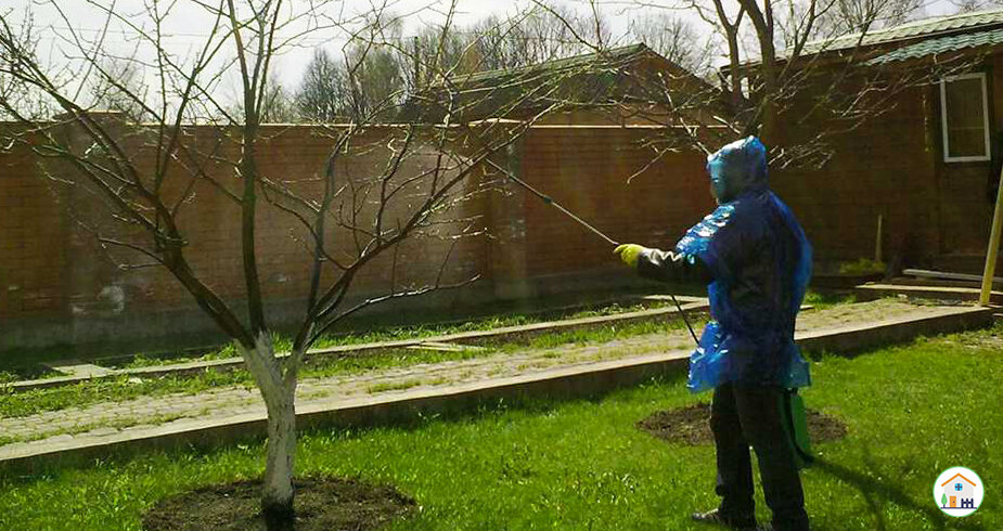 Опрыскивание  деревца.