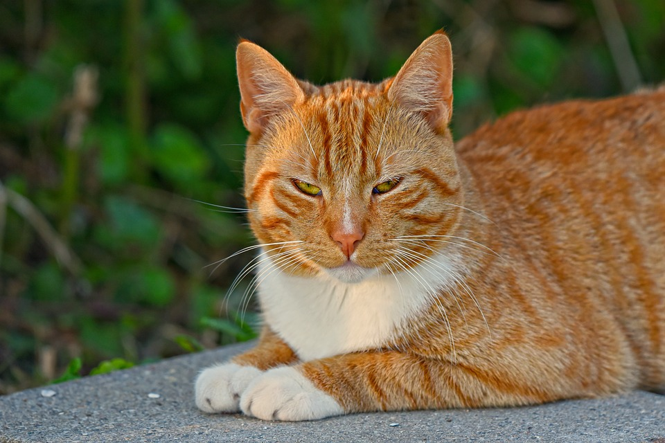 Говорит наука: рыжие котики самые дружелюбные | ZOO CHANNEL | Дзен