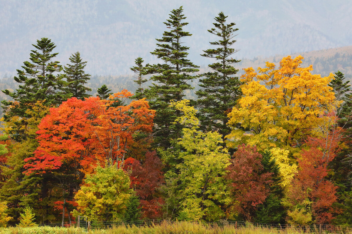 Расплескала осень краски
