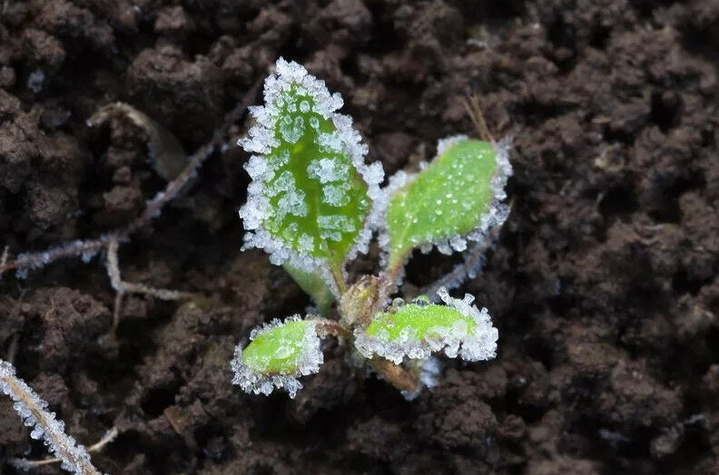 Рассада весной при заморозках. Фото взято из открытых источников.