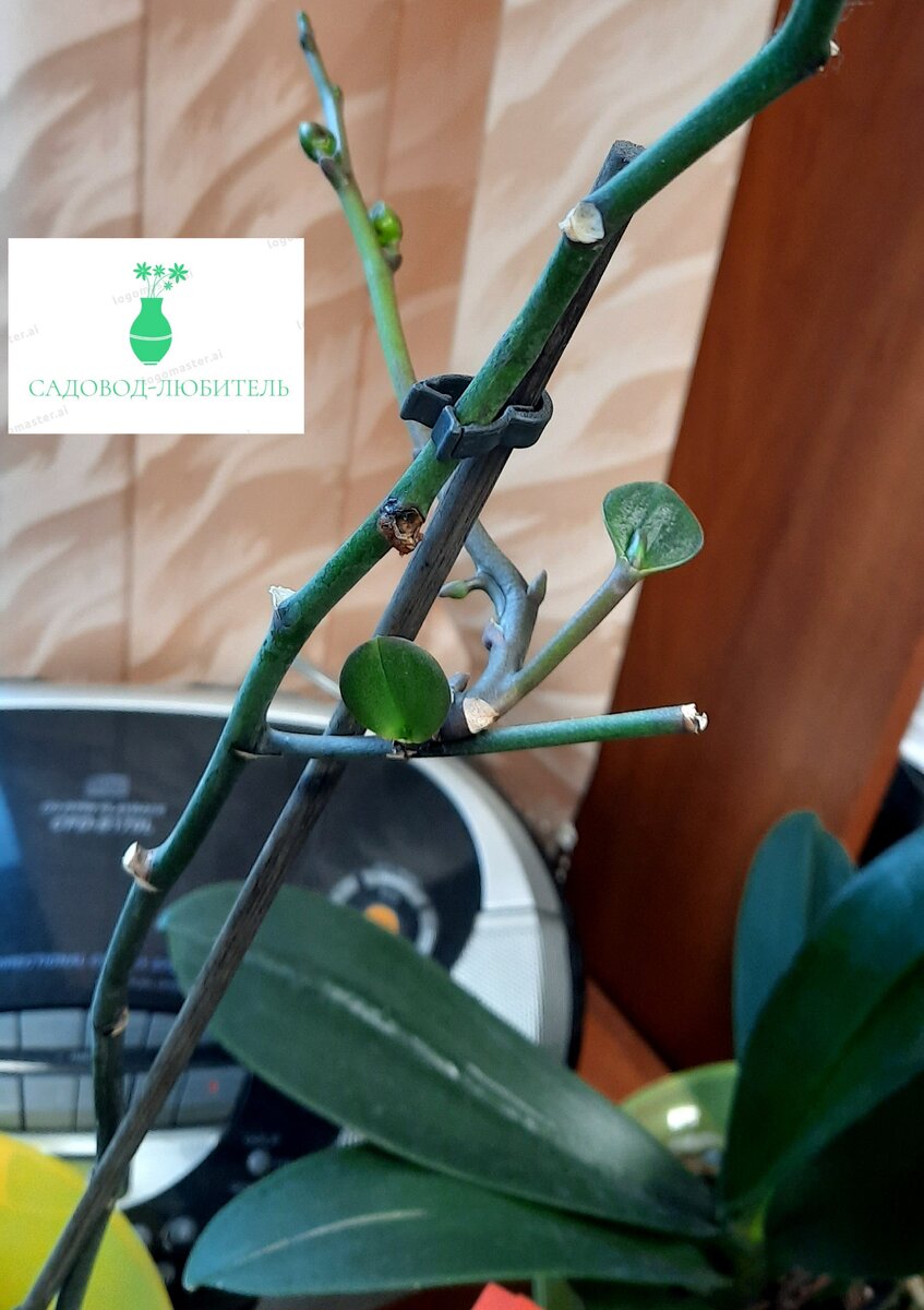 Скоро цветение.