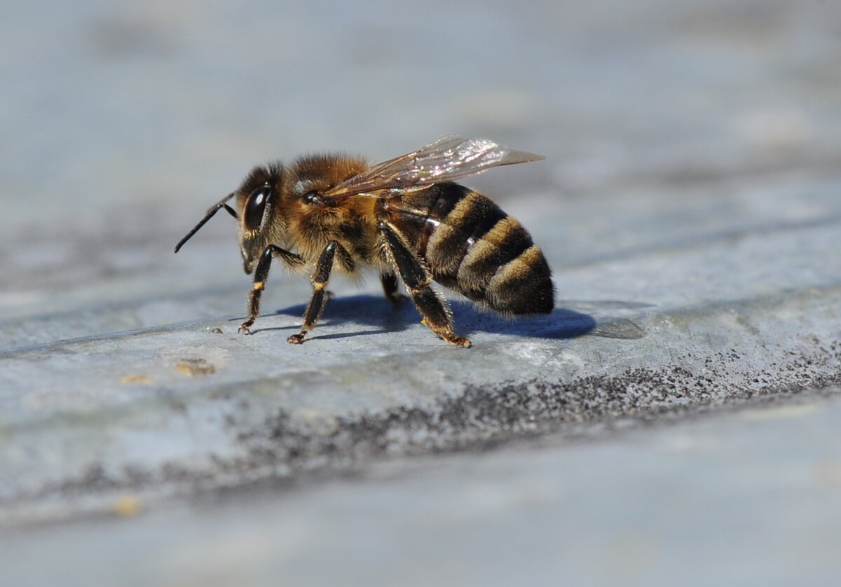 Яндекс картинки. Горная или серая кавказская пчела.