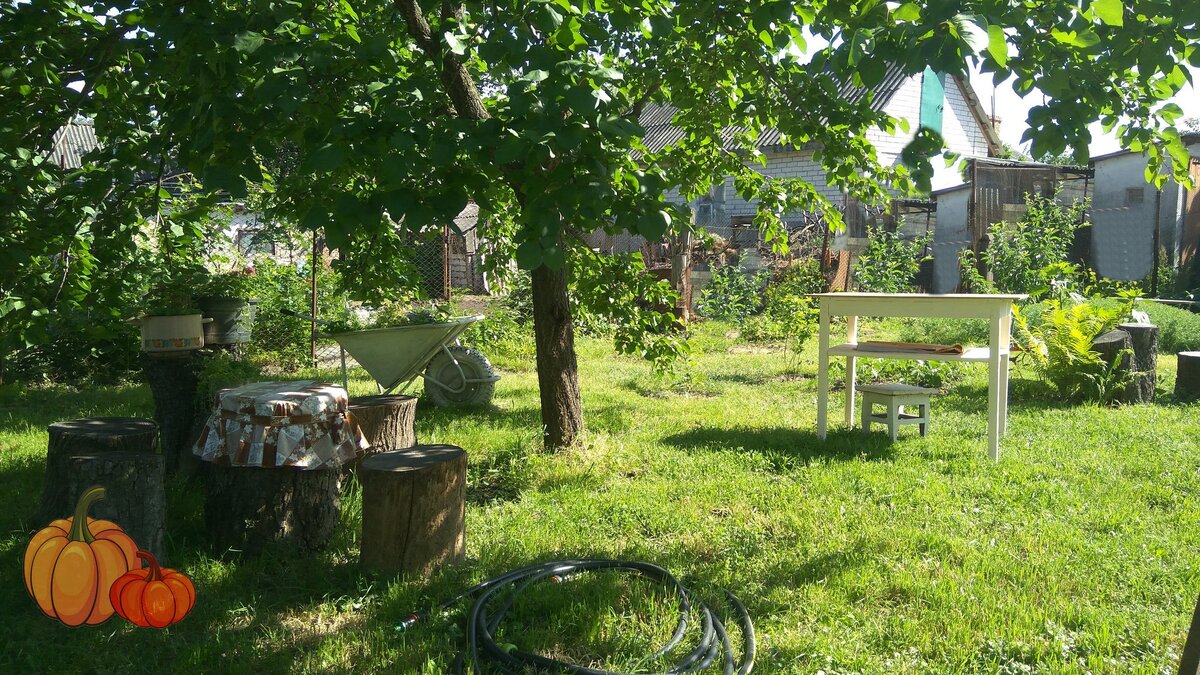 Наш двор, много травы, не успели покосить