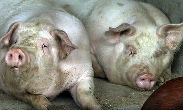 Купить свинарник цена под ключ: строительство быстровозводимого свинокомплекса в Москве