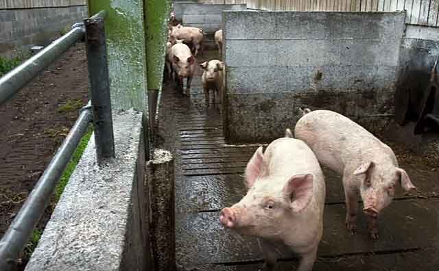 Чем кормить свиней для быстрого. Кормление свиней. Кормление свиней кукурузой.