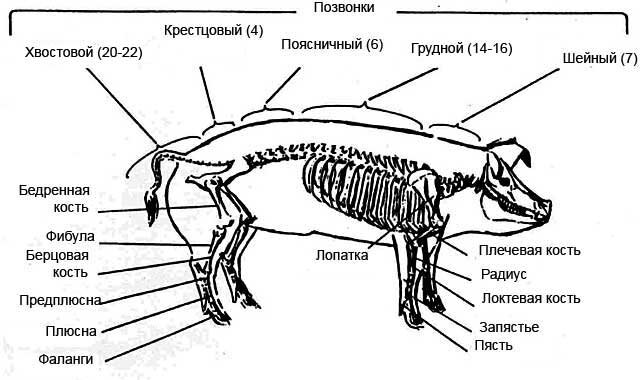 Свинина — Википедия