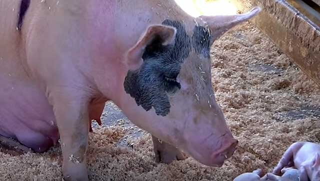 Свинья не встает на ноги: распространенные причины и лечение