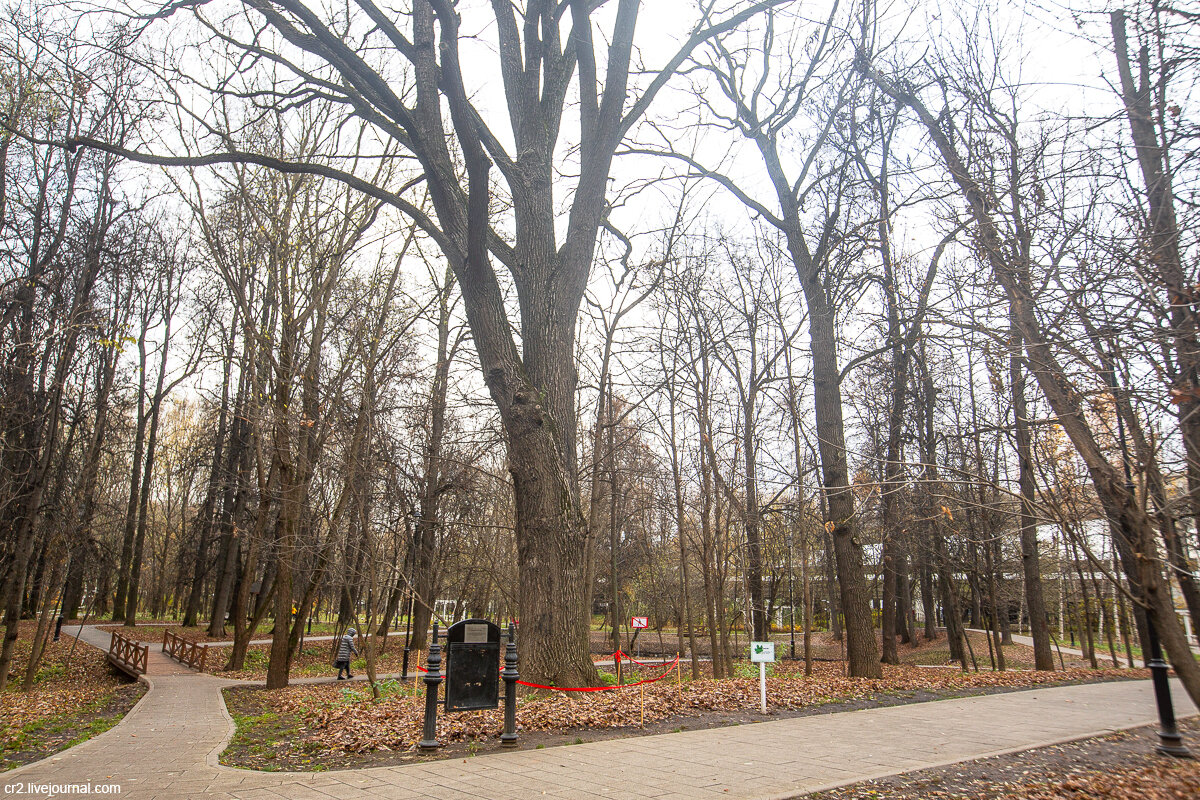 Самое старое дерево Москвы - дуб в Грачёвском парке. Ховрино, Москва. Фото автора статьи 