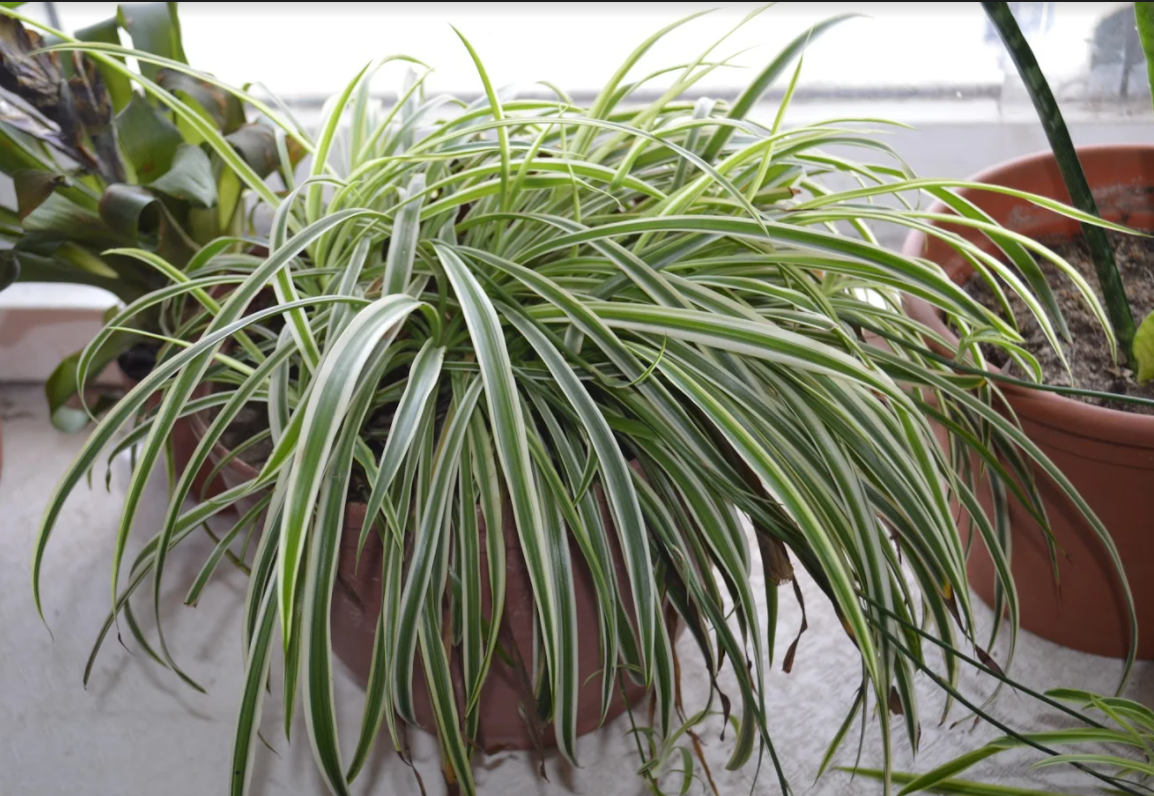 Офисный "пылесос" - хлорофитум. Фото автора