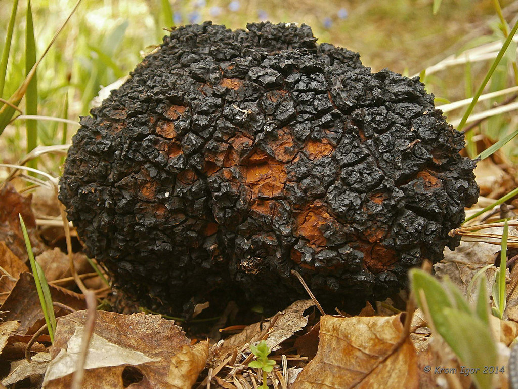 Красота-то какая! (фото Игоря Крома)