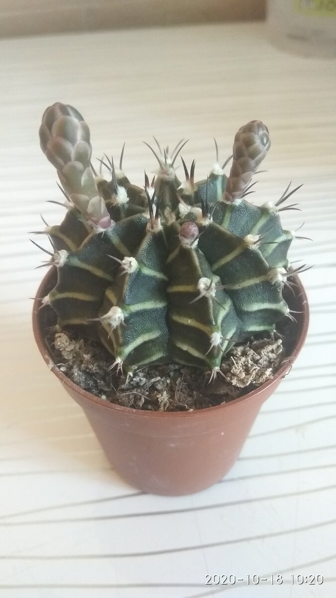 моя голландская новинка