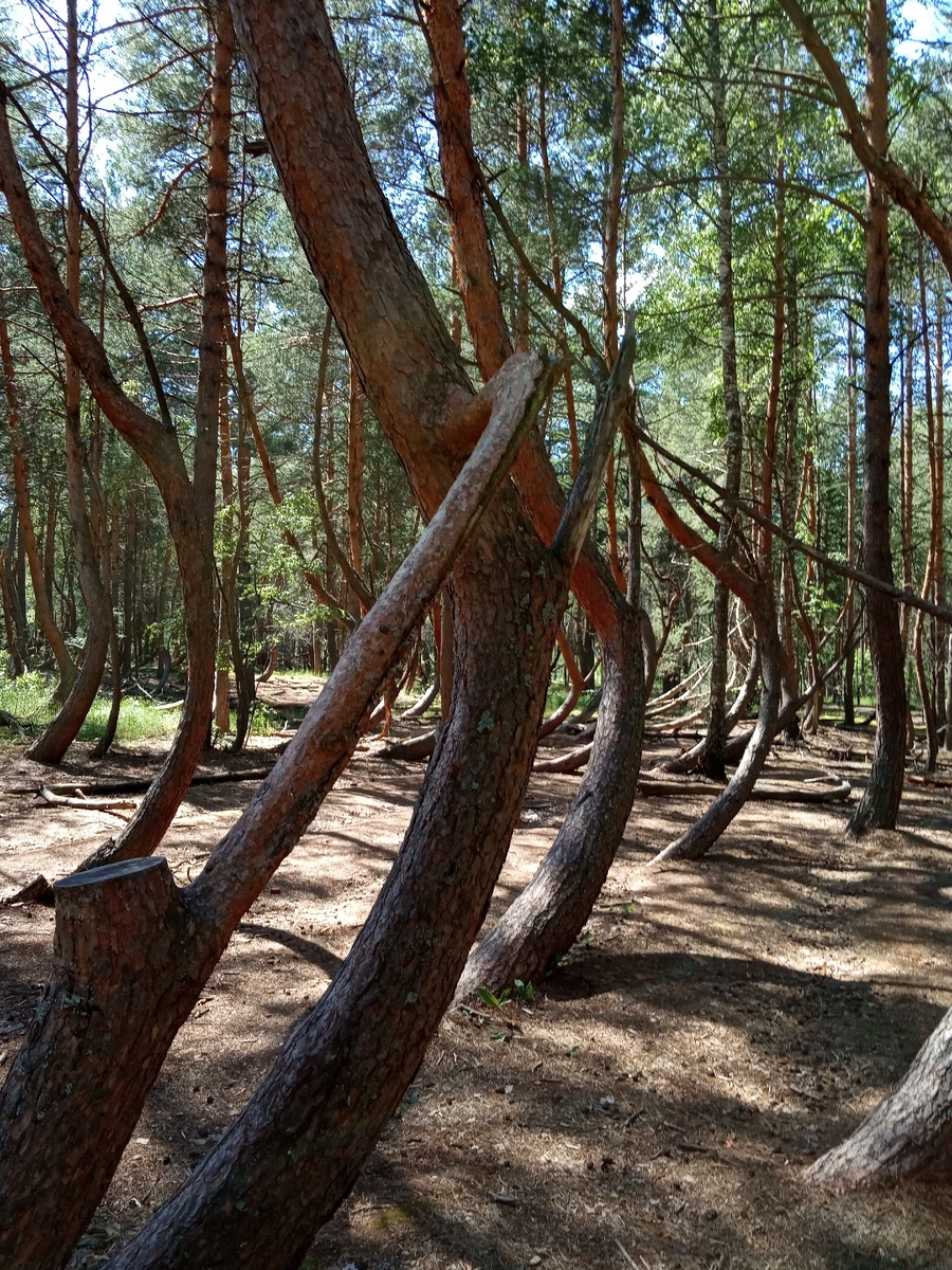 Один сучок соединяет два дерева