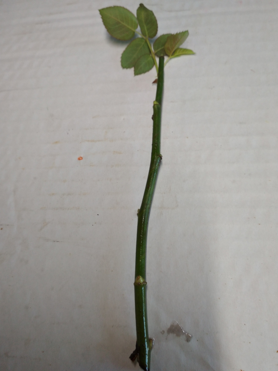 Черенок розы