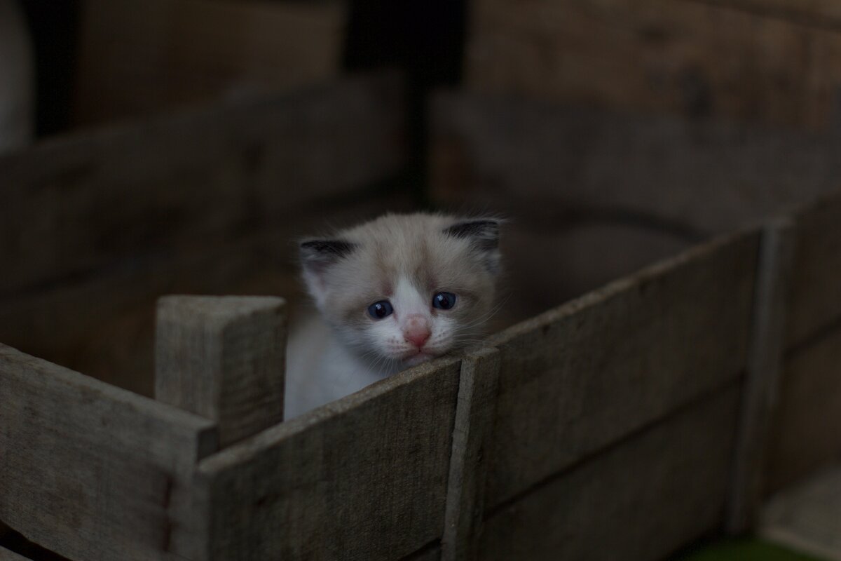 К сожалению я не нашла фотографии тех котят, поэтому фото котенка из интернета :3