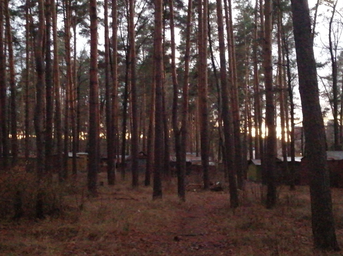 Наш лес, я на прогулке