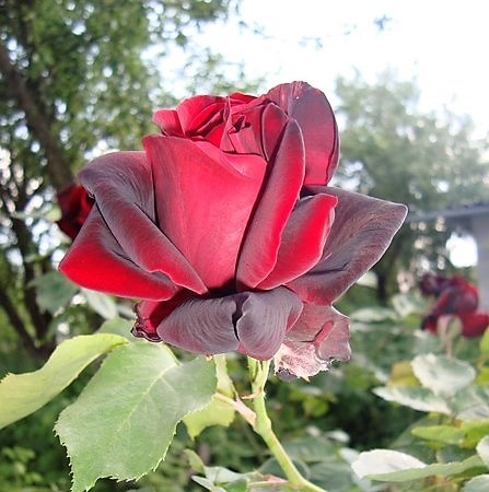 Как цветет роза Блэк Баккара